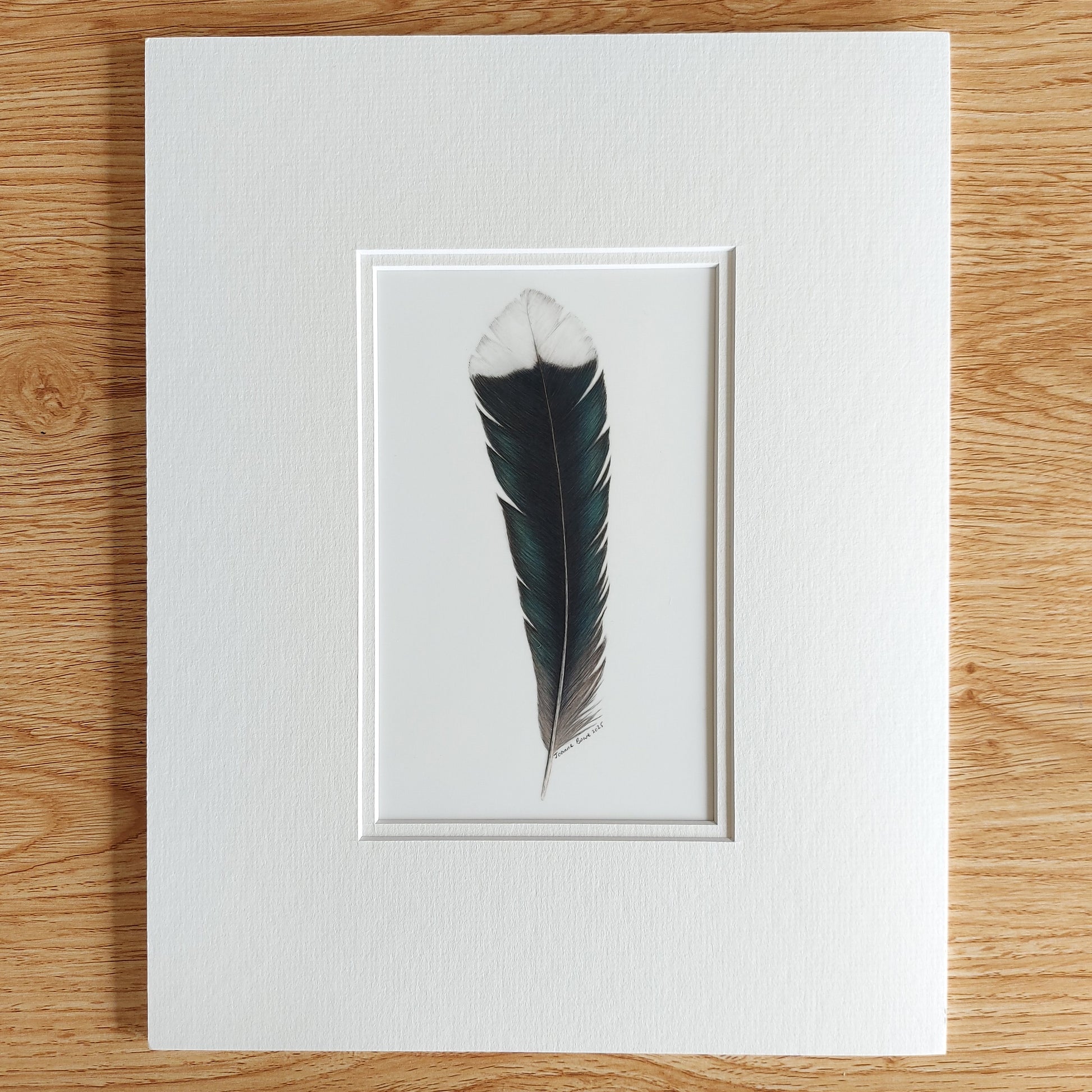 Original coloured pencil artwork of an extinct huia feather, showing subtle tonal variation and fine detail.