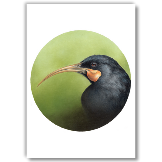 Open edition fine art print of a huia, reproduced from an original coloured pencil drawing.