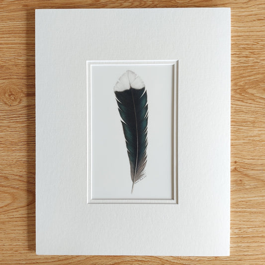 huia feather drawing