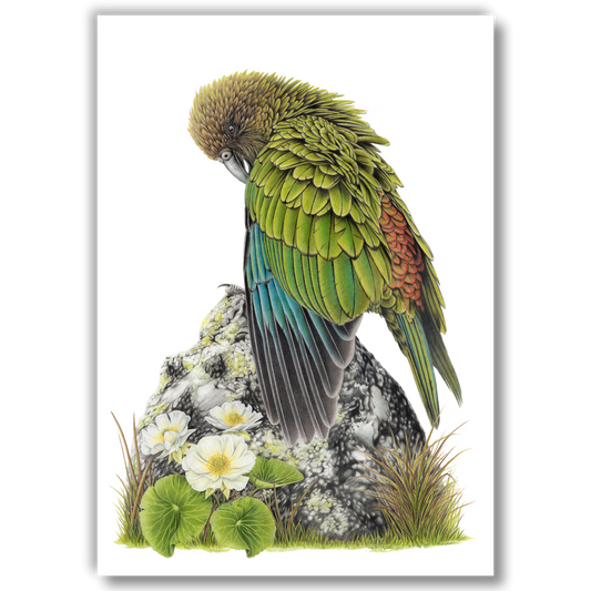 Limited edition art print of Cheeky Kea, coloured pencil artwork by Joanne Bowe