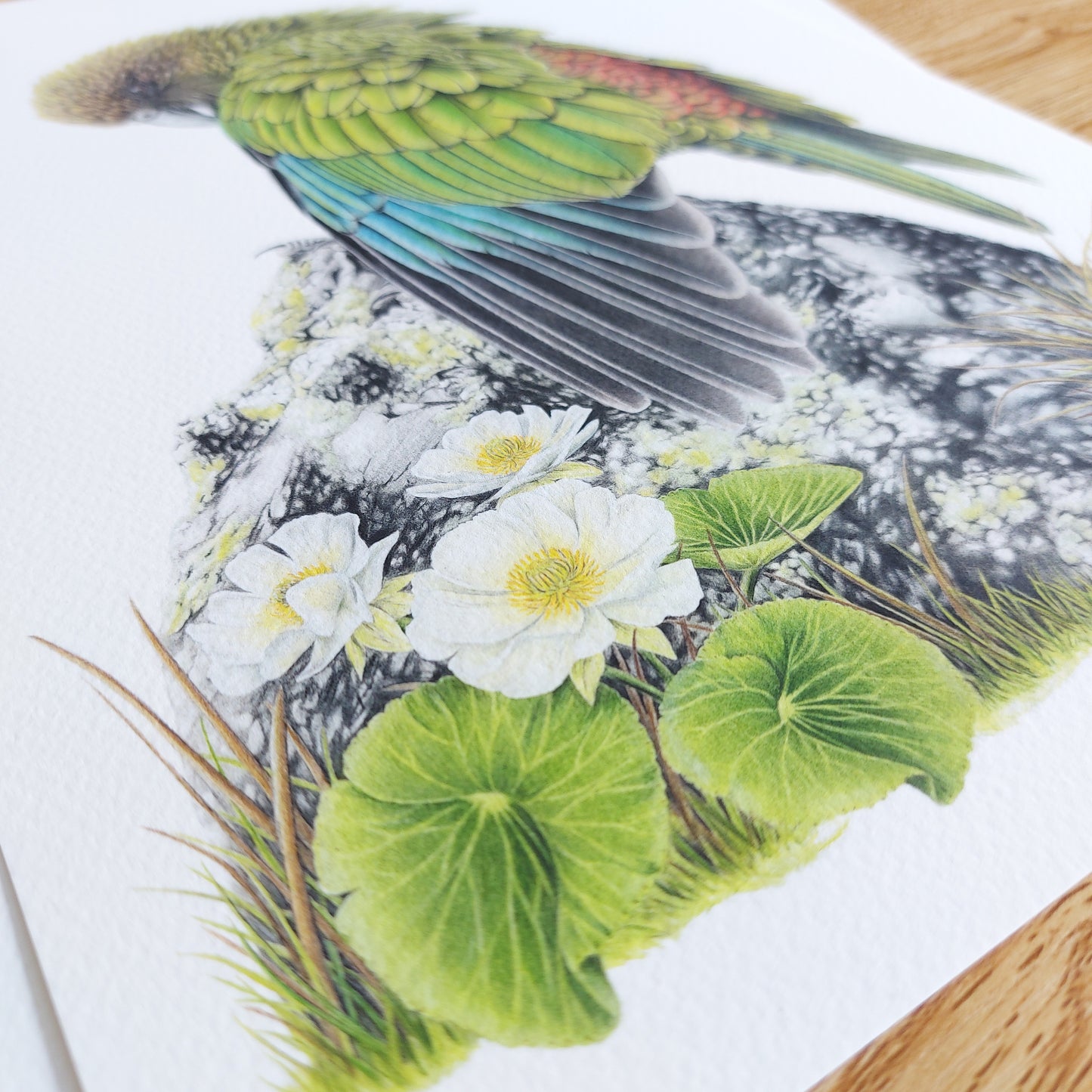 Close-up detail of coloured pencil feather texture in Cheeky Kea art print