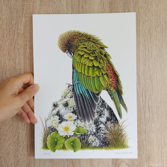 Hand-signed and numbered limited edition print of Cheeky Kea