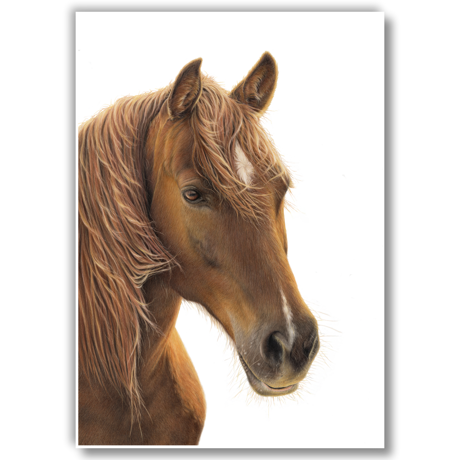 Limited edition art print of Chestnut Horse, coloured pencil artwork by Joanne Bowe