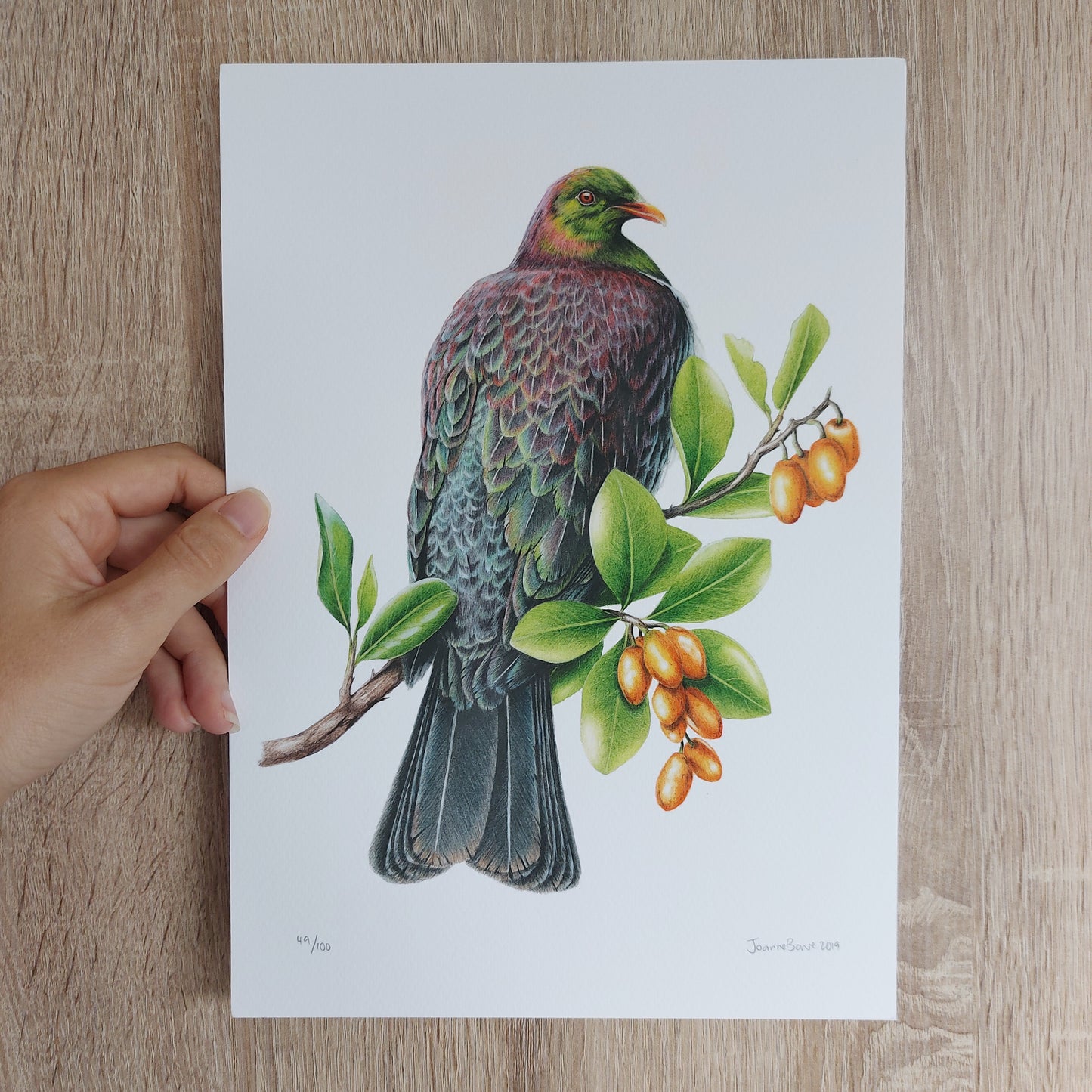 Hand-signed and numbered limited edition print of Kererū on Karaka