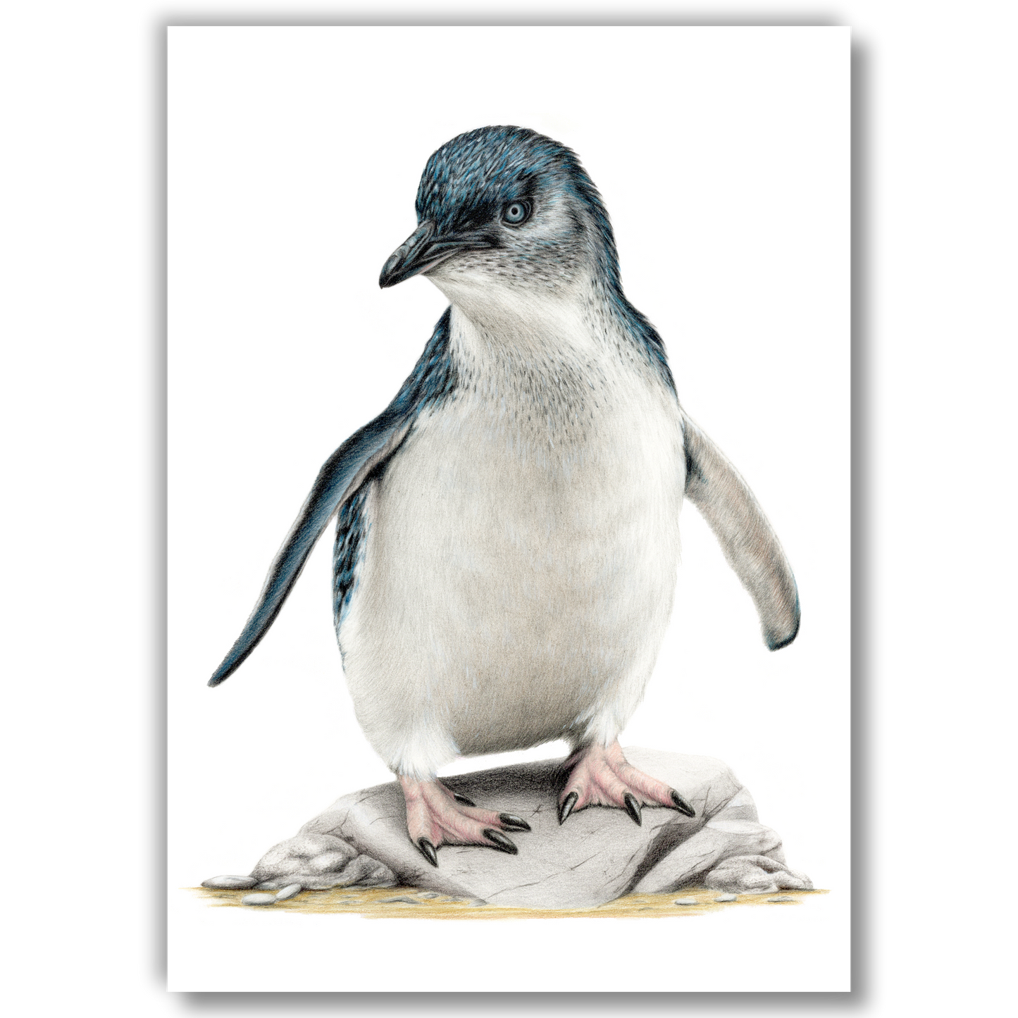 Limited edition art print of Little Blue Penguin, coloured pencil artwork by Joanne Bowe