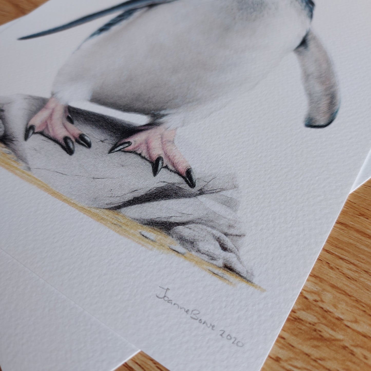 Close-up detail of coloured pencil feather texture in Little Blue Penguin art print