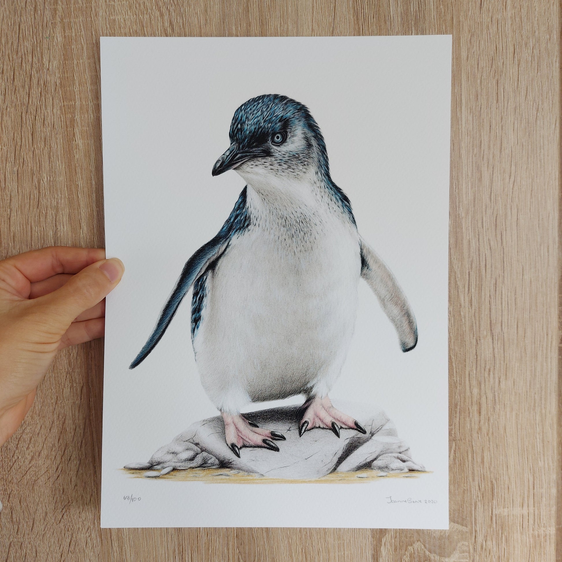 Hand-signed and numbered limited edition print of Little Blue Penguin