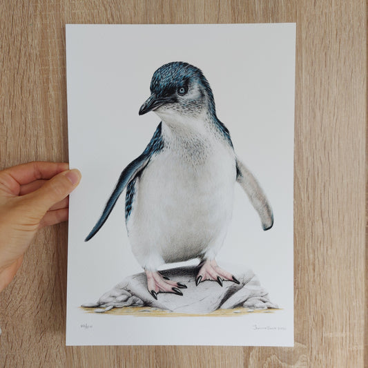 Hand-signed and numbered limited edition print of Little Blue Penguin