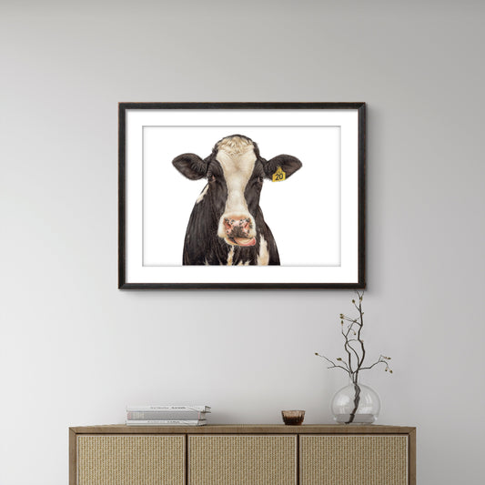 Lola Friesian cow limited edition art print displayed in a calm interior setting