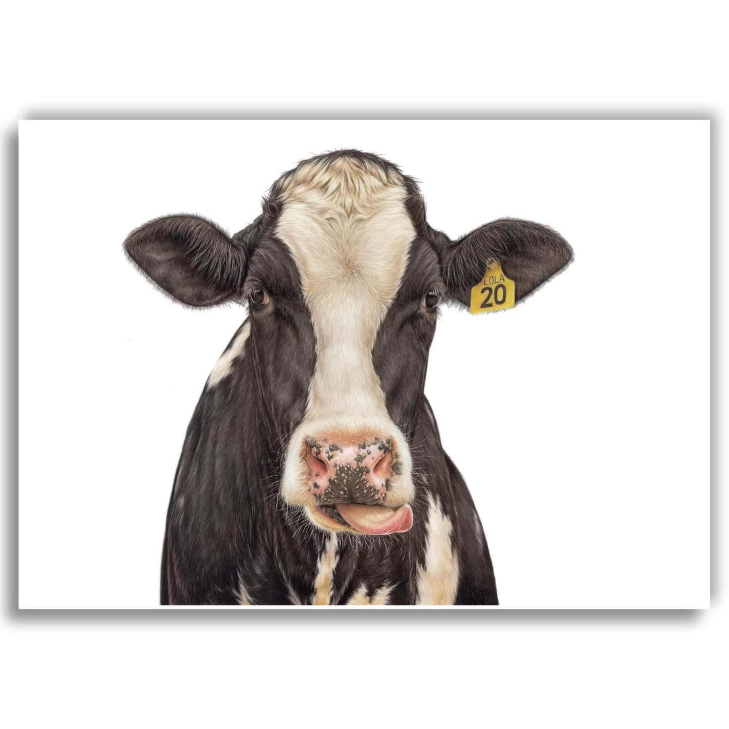 Limited edition art print of Lola, a coloured pencil drawing of a Friesian cow by Joanne Bowe