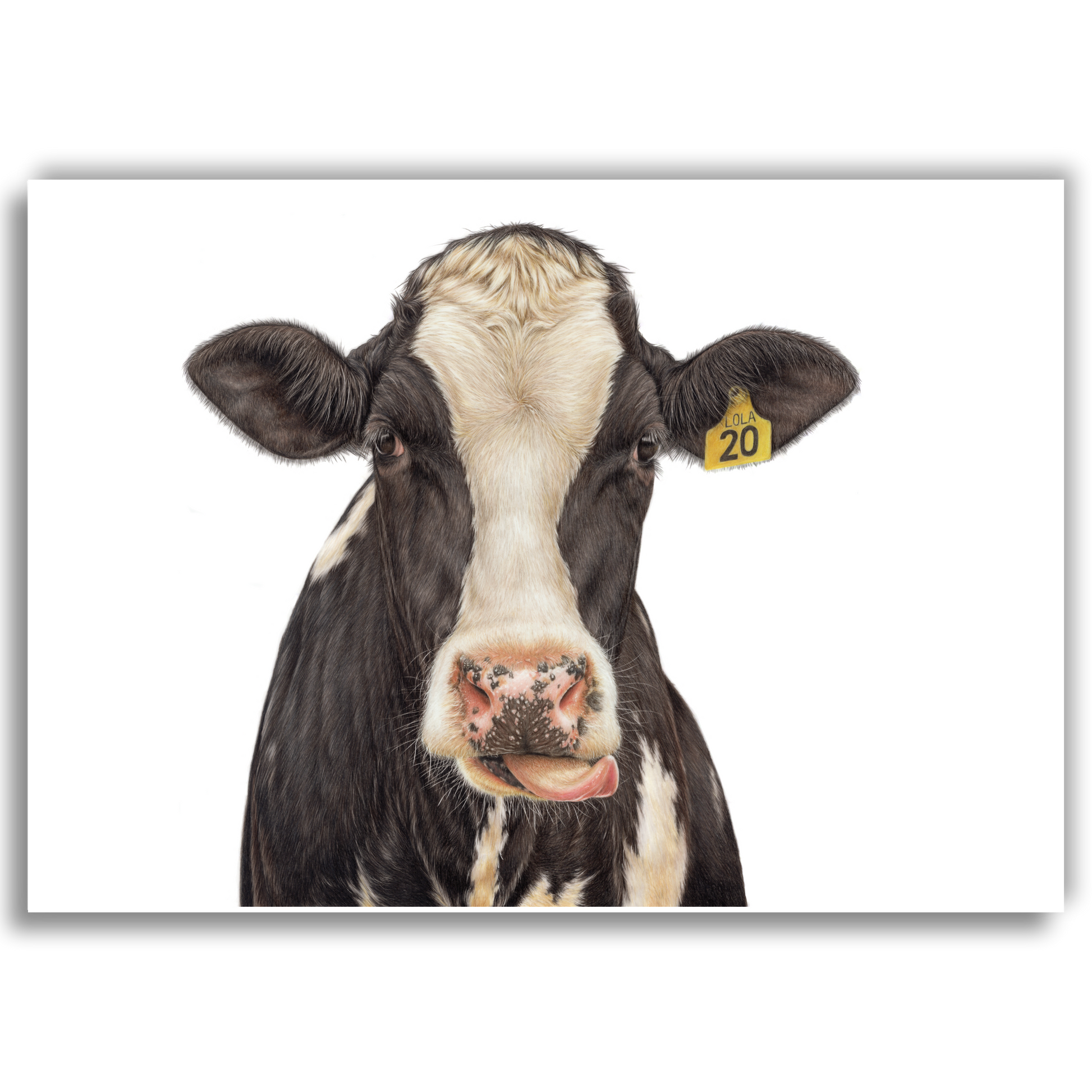 Limited edition art print of Lola, a coloured pencil drawing of a Friesian cow by Joanne Bowe