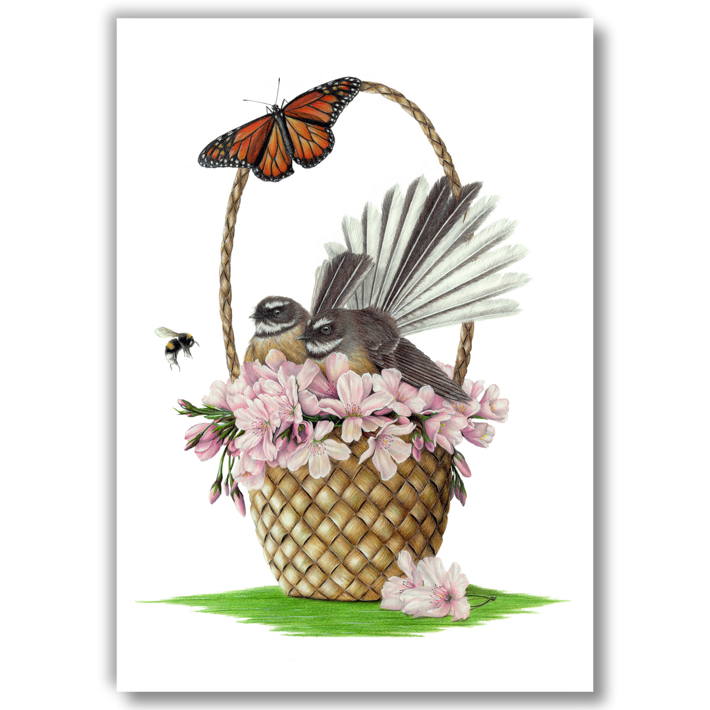 Limited edition art print of two fantails resting in cherry blossoms, coloured pencil artwork by Joanne Bowe