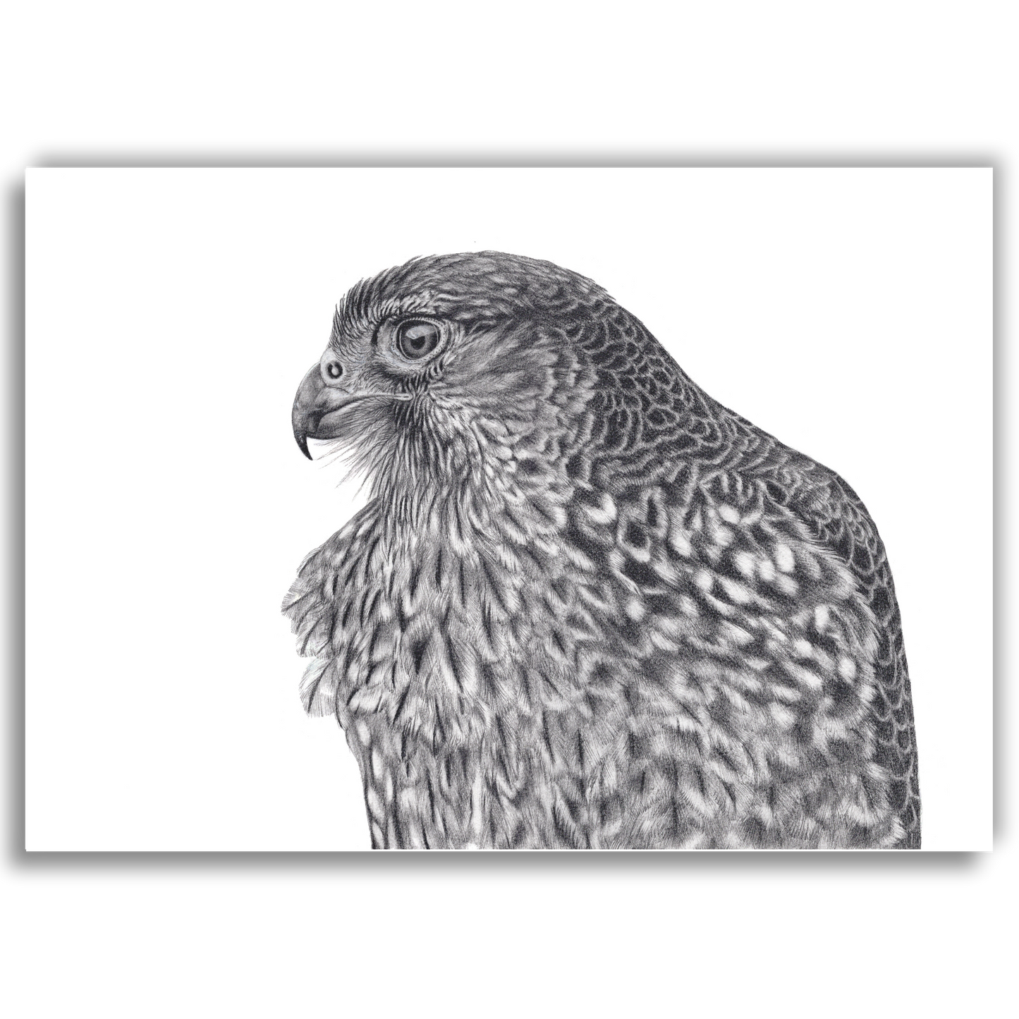 Limited edition graphite art print of Maia, a New Zealand falcon (kārearea), by Joanne Bowe
