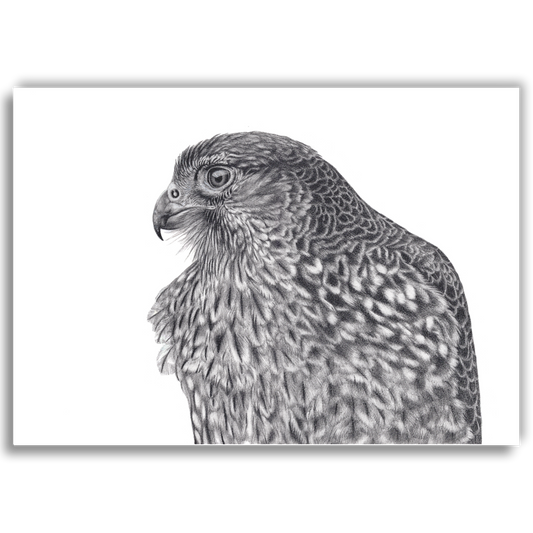 Limited edition graphite art print of Maia, a New Zealand falcon (kārearea), by Joanne Bowe