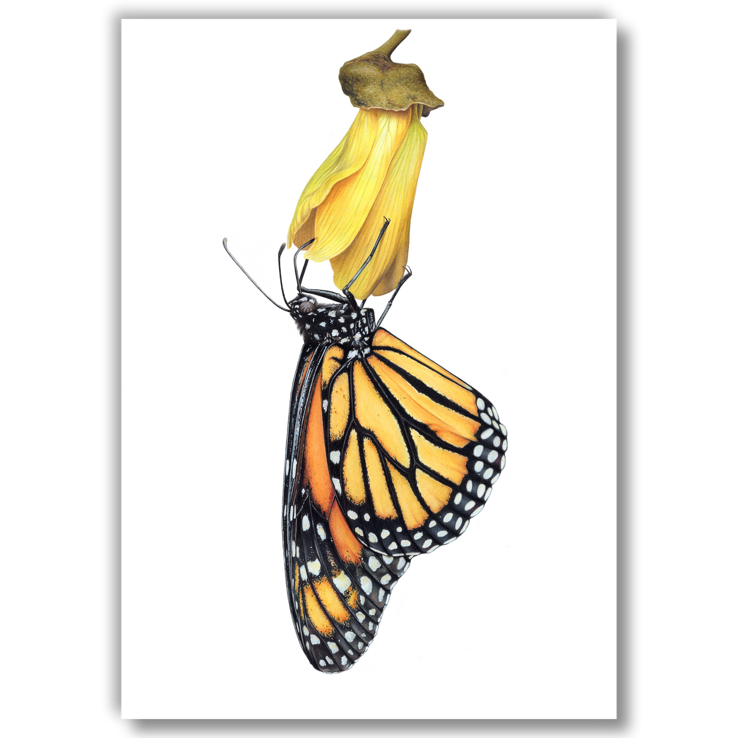 Limited edition art print of Monarch on Kōwhai, coloured pencil artwork by Joanne Bowe