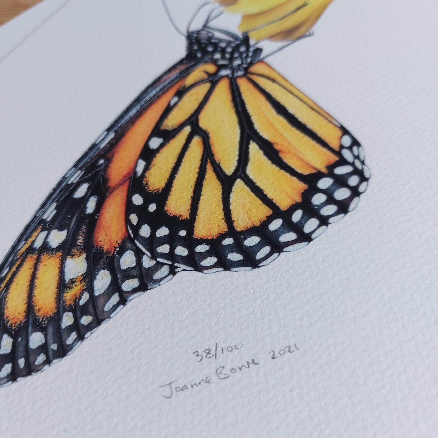 Hand-signed and numbered limited edition print of Monarch on Kōwhai