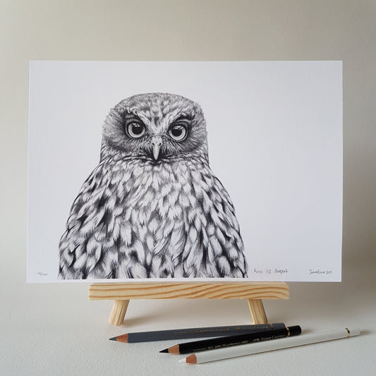 Hand-signed and numbered limited edition morepork graphite art print by Joanne Bowe