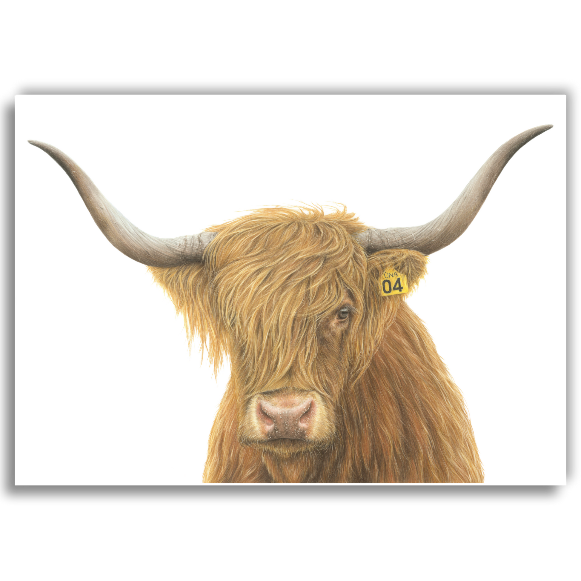 Limited edition art print of No. 04 “Una” Highland Cow, coloured pencil artwork by Joanne Bowe