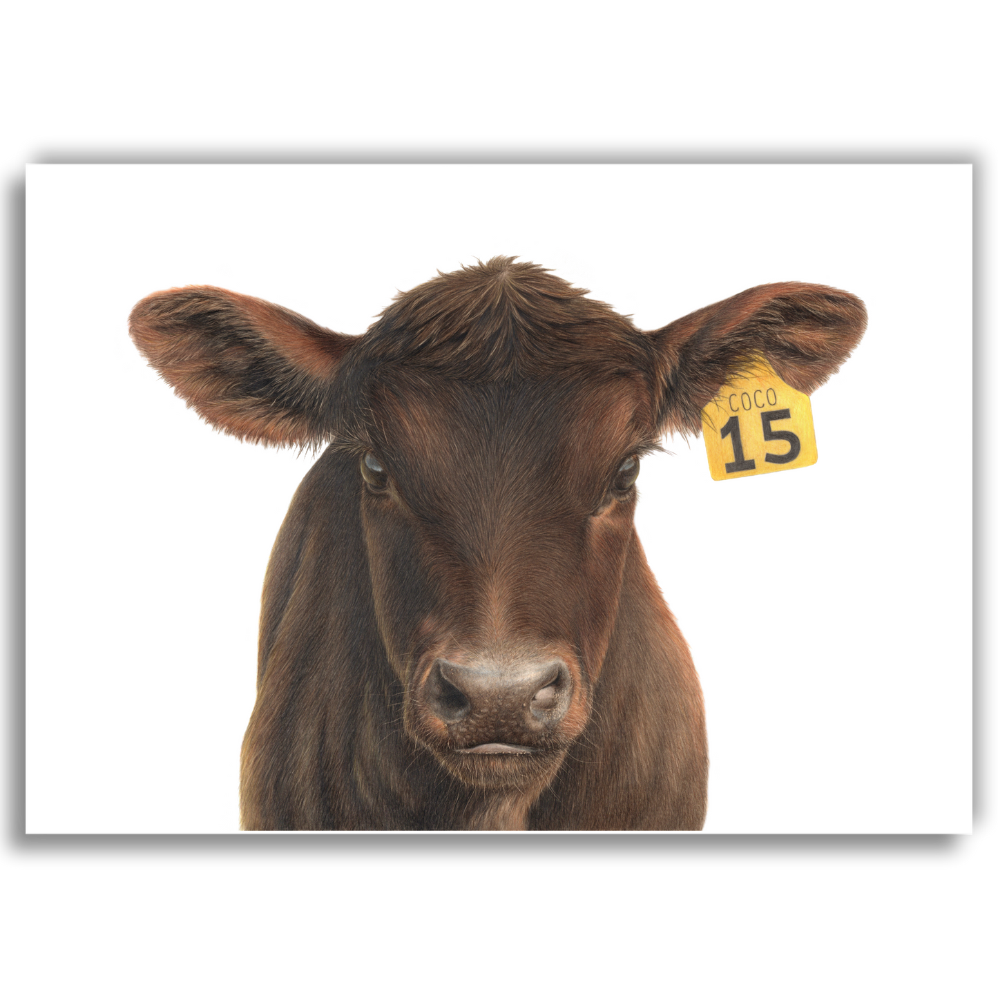 Limited edition art print of No. 15 “Coco”, coloured pencil artwork by Joanne Bowe