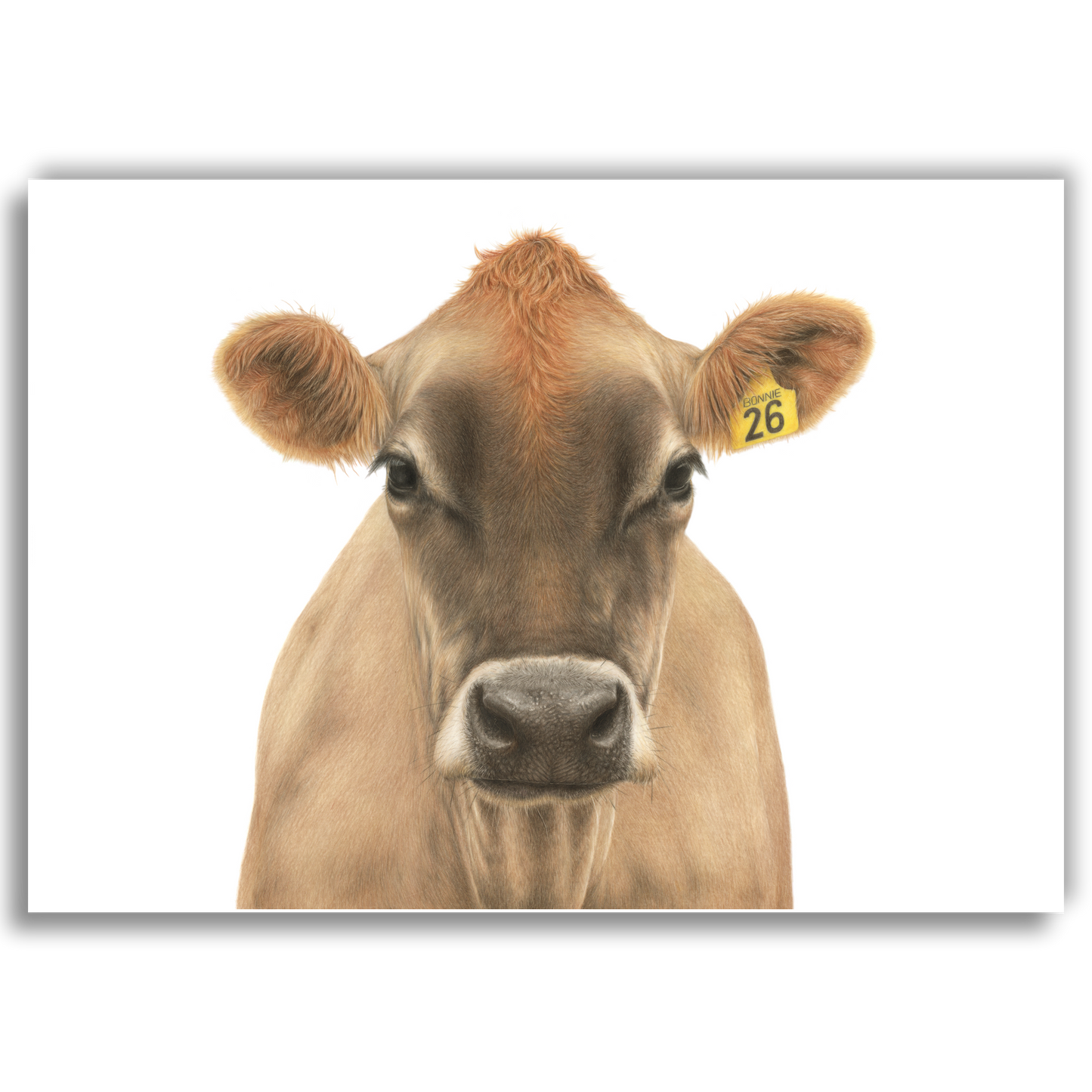 Limited edition art print of No. 26 “Bonnie” Jersey Cow, coloured pencil artwork by Joanne Bowe