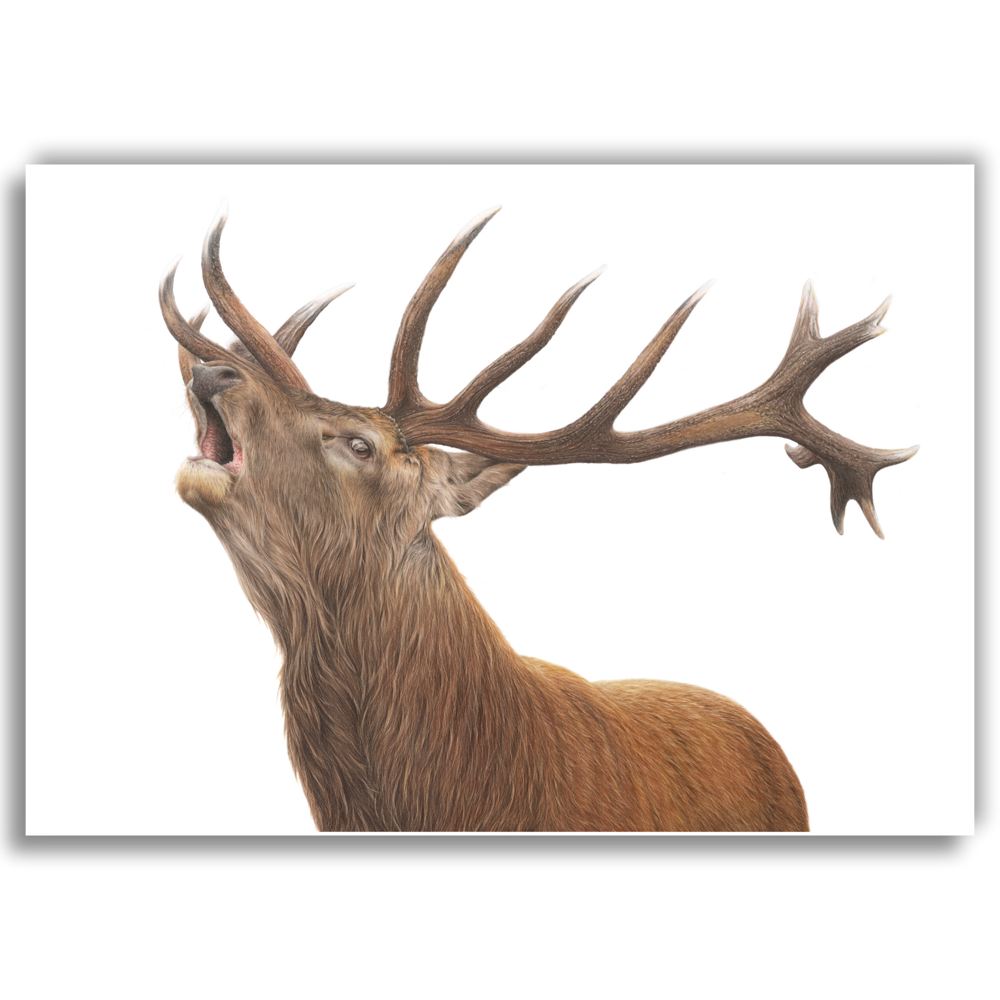 Limited edition art print of Roaring Red Stag, coloured pencil artwork by Joanne Bowe