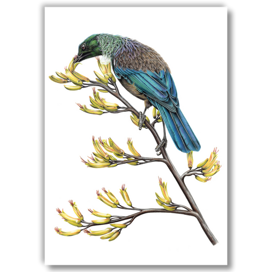 Limited edition art print of Tūī on Flax, coloured pencil artwork by Joanne Bowe