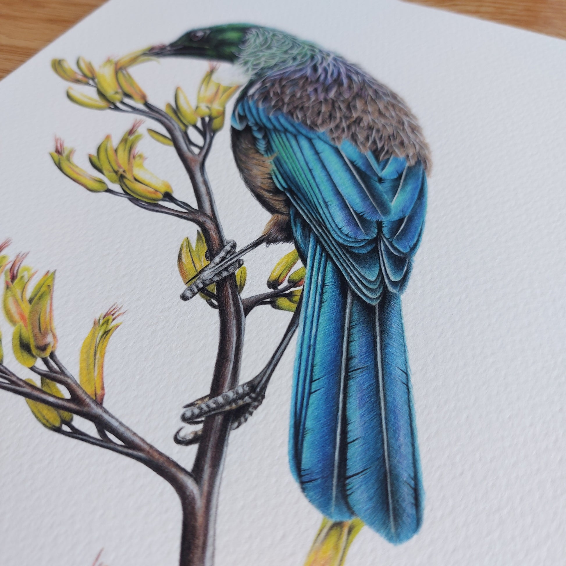 Close-up detail of coloured pencil feather texture in Tūī on Flax art print