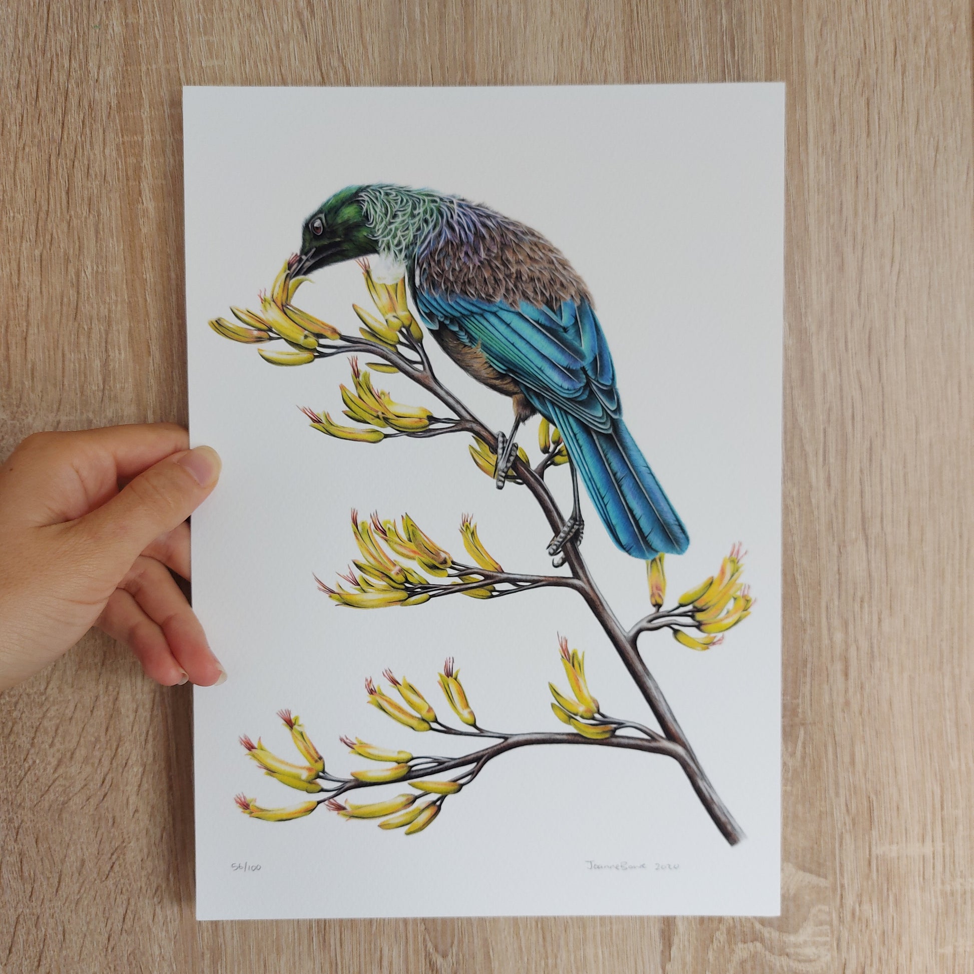 Hand-signed and numbered limited edition print of Tūī on Flax
