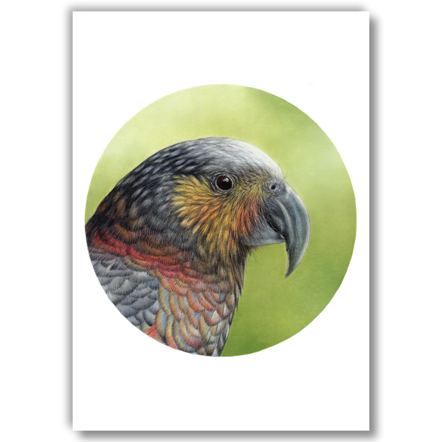 Open edition fine art print of a kākā, reproduced from an original coloured pencil drawing.