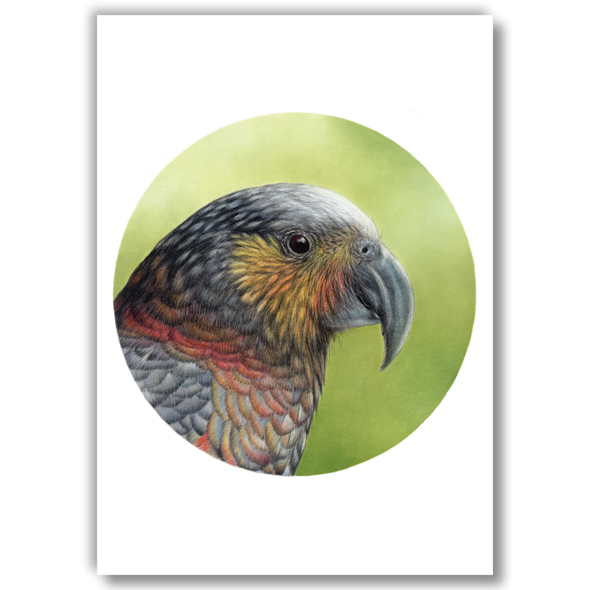 Open edition fine art print of a kākā, reproduced from an original coloured pencil drawing.