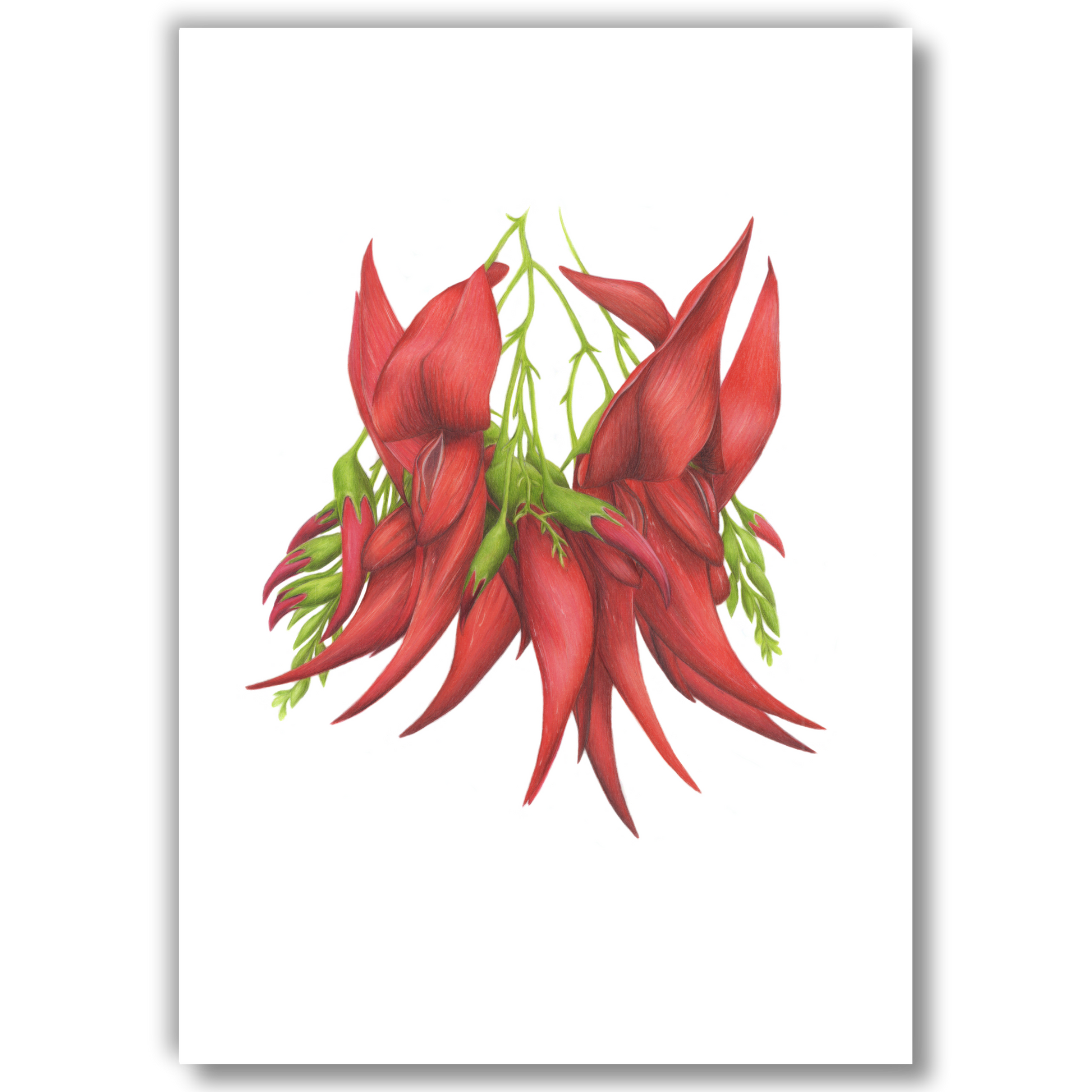 Open edition fine art print of kākābeak in bloom, reproduced from the original artwork by the artist.