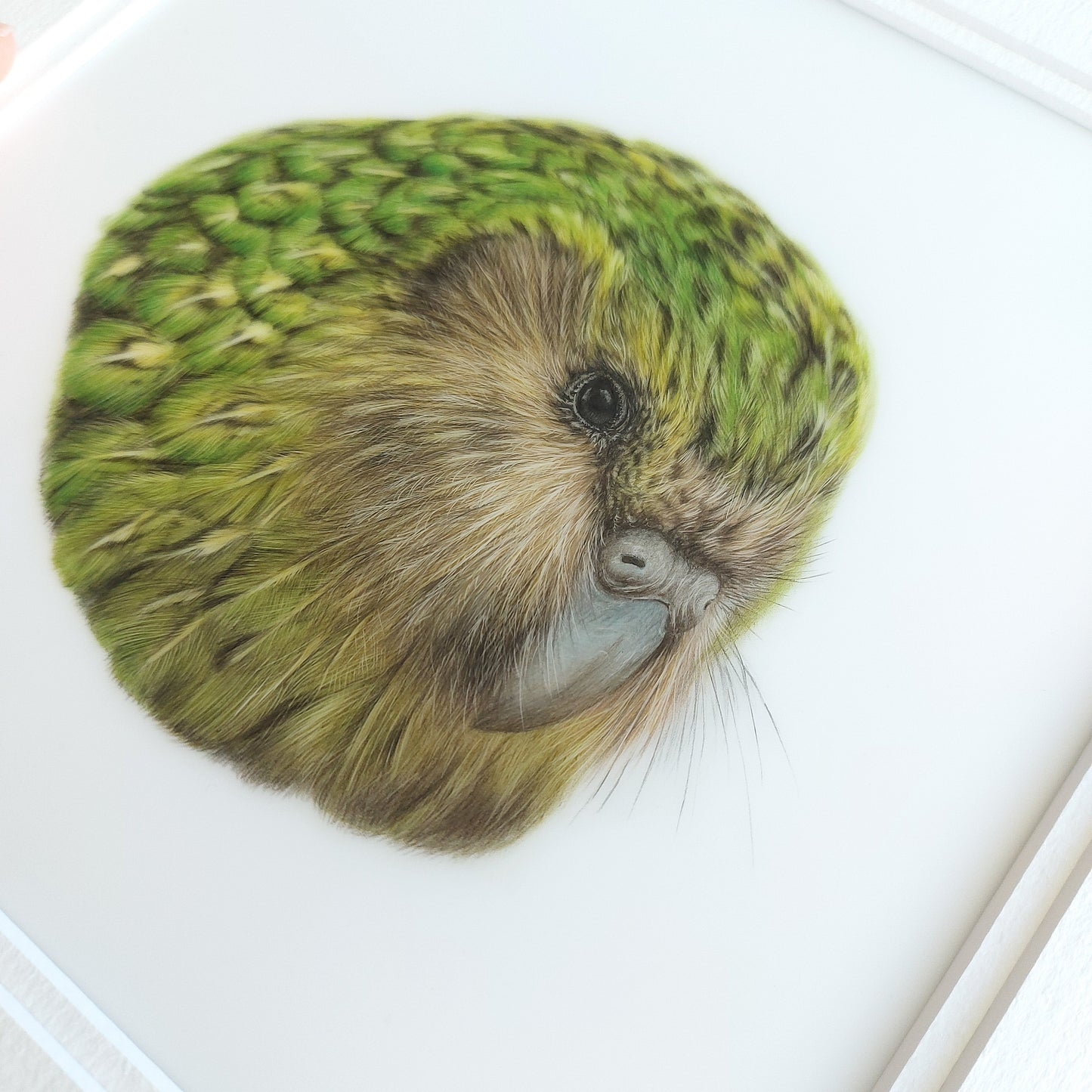 Close-up of a realistic coloured pencil drawing of a kākāpō highlighting the facial feathers and eye detail.