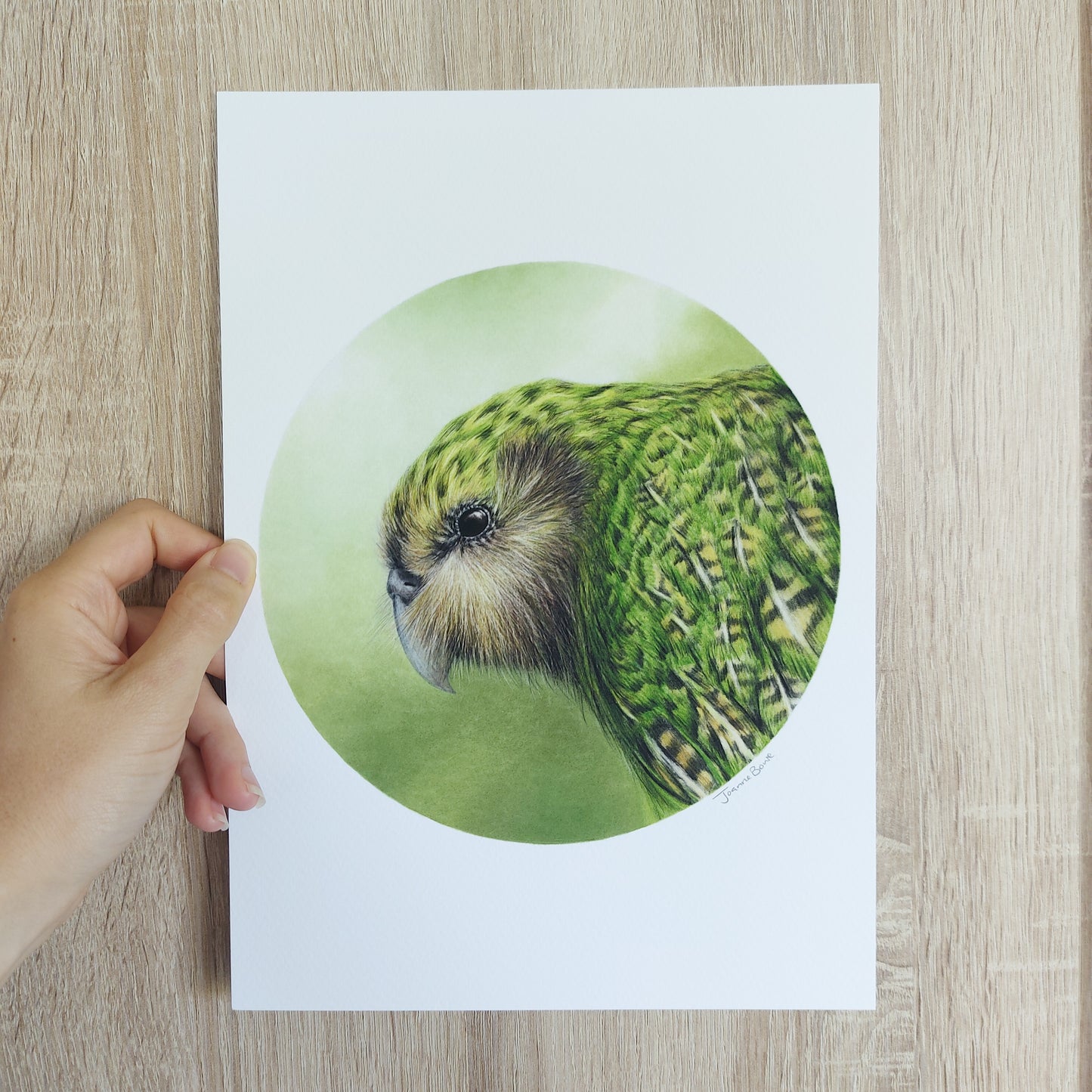 Detail of coloured pencil artwork showing feather texture and form of a kākāpō.