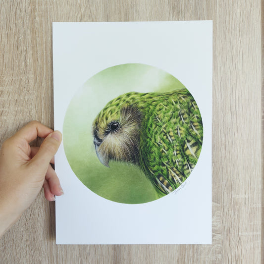 Detail of coloured pencil artwork showing feather texture and form of a kākāpō.