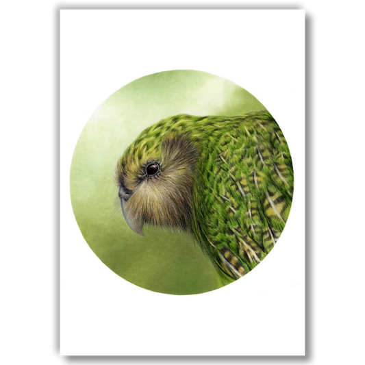 Open edition fine art print of a kākāpō, reproduced from an original coloured pencil drawing.