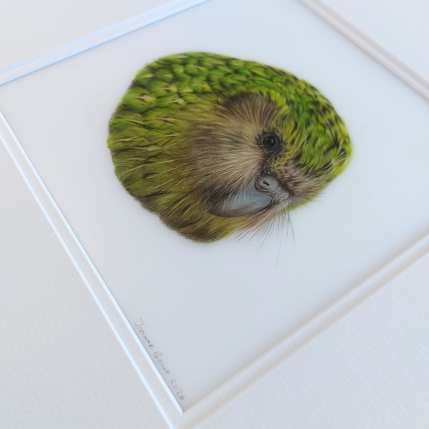 Angled view of an original coloured pencil drawing of a kākāpō showing the white double mat and feather detail