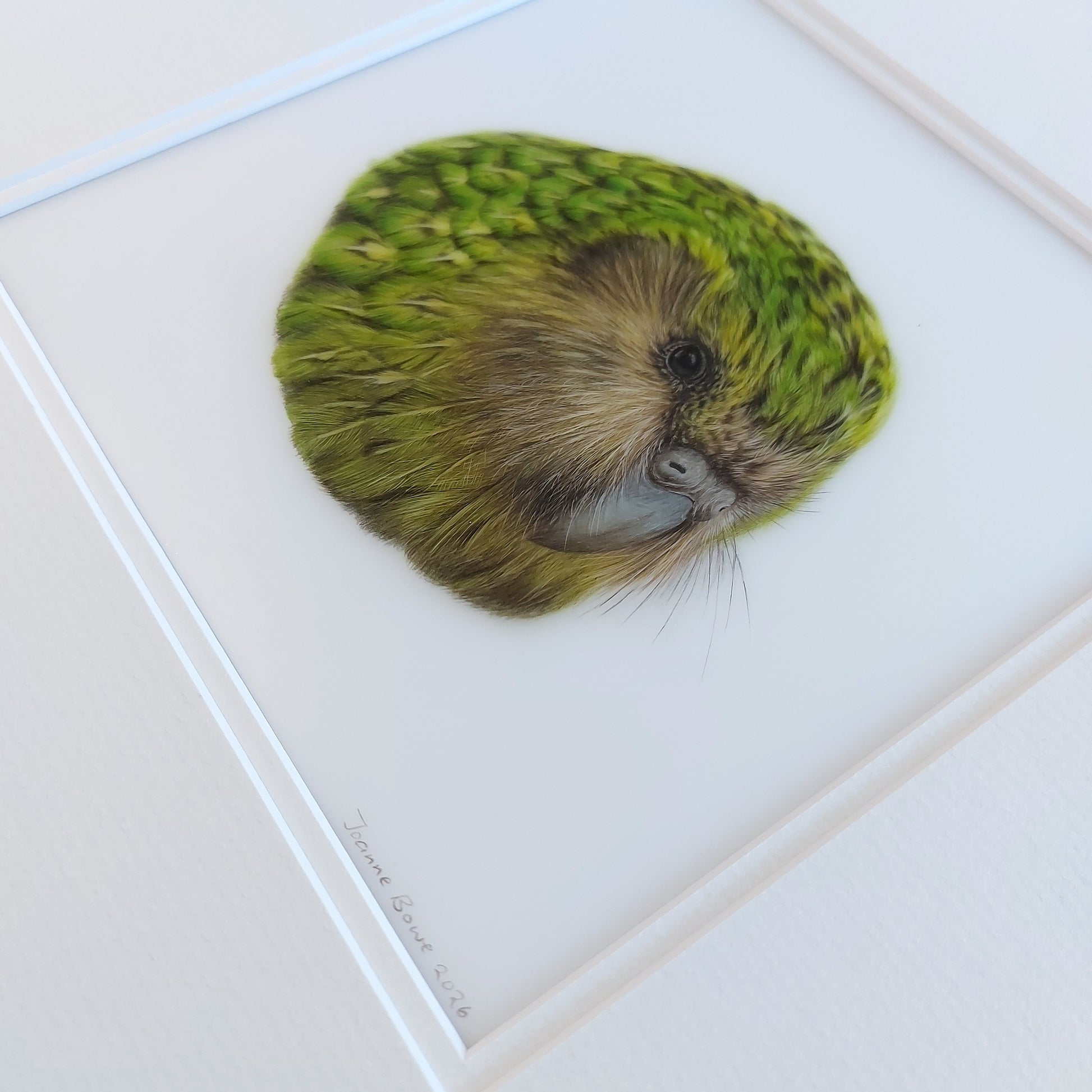 Angled view of an original coloured pencil drawing of a kākāpō showing the white double mat and feather detail