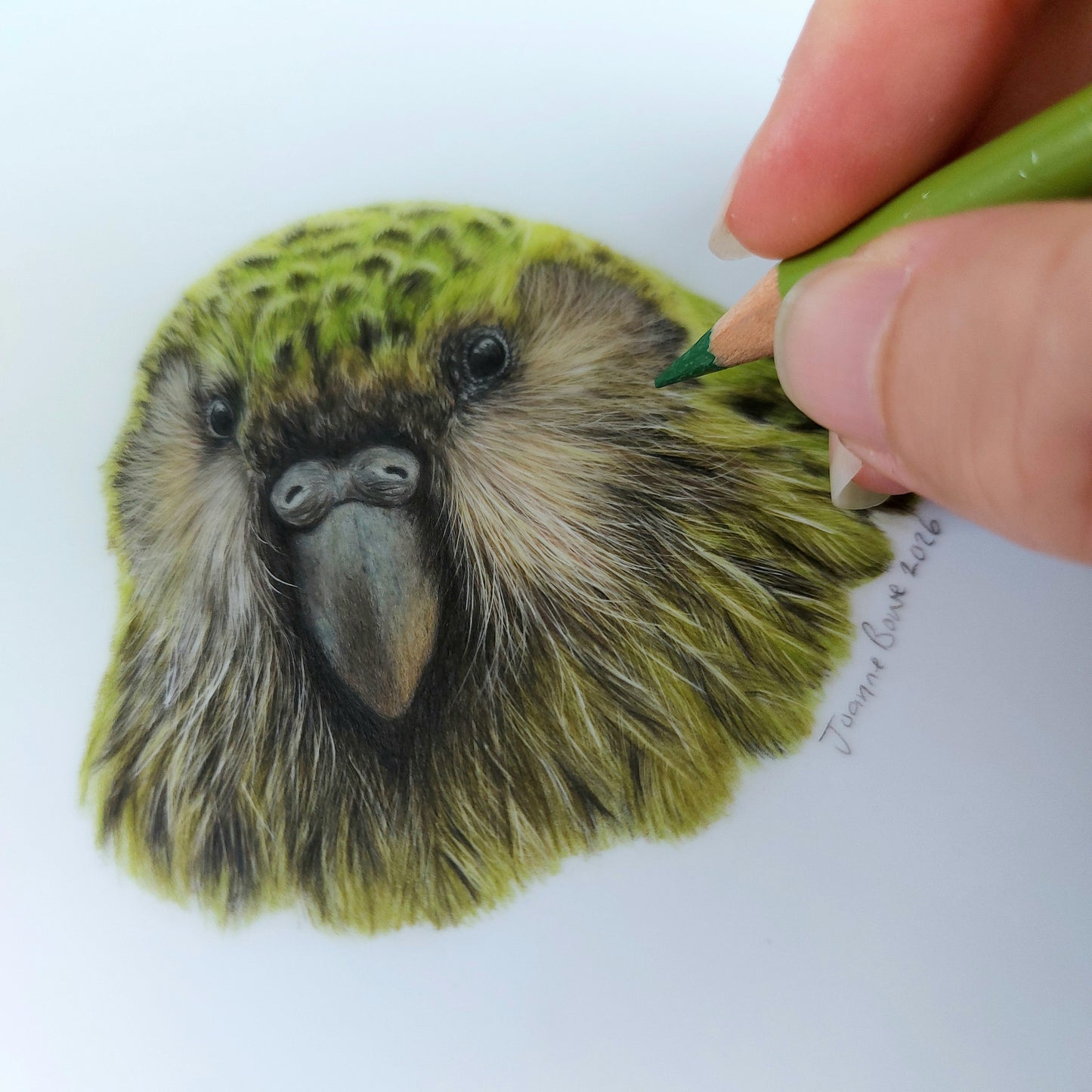 Close up detail of kakapo parrot pencil drawing showing feather texture