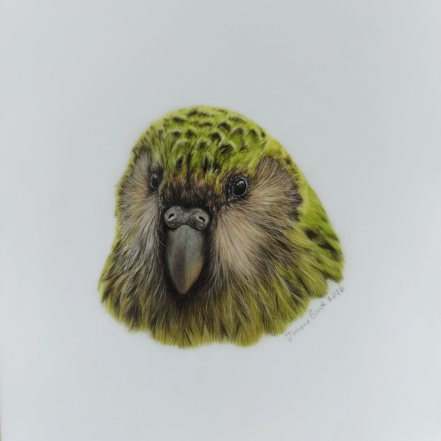 Original A5 drawing of a New Zealand kakapo parrot
