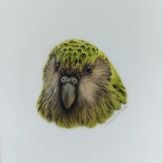 Original A5 drawing of a New Zealand kakapo parrot