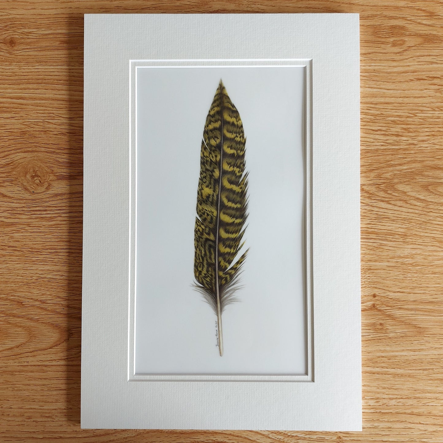 Original coloured pencil artwork of a kākāpō tail feather, showing soft, mottled colouring.
