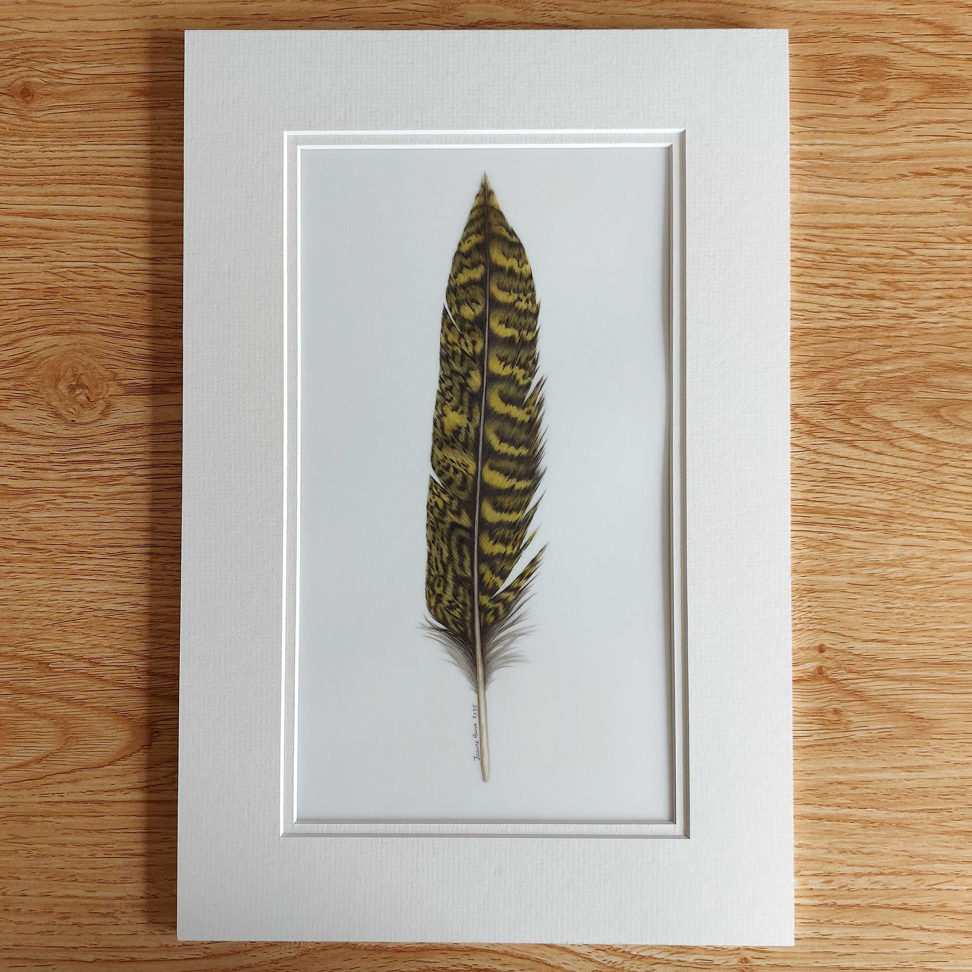 Original coloured pencil artwork of a kākāpō tail feather, showing soft, mottled colouring.