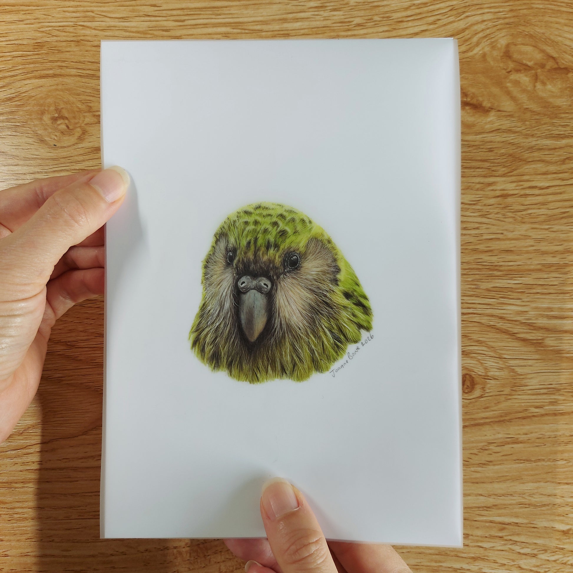 Small A5 drawing of a kakapo parrot held in hands to show artwork size