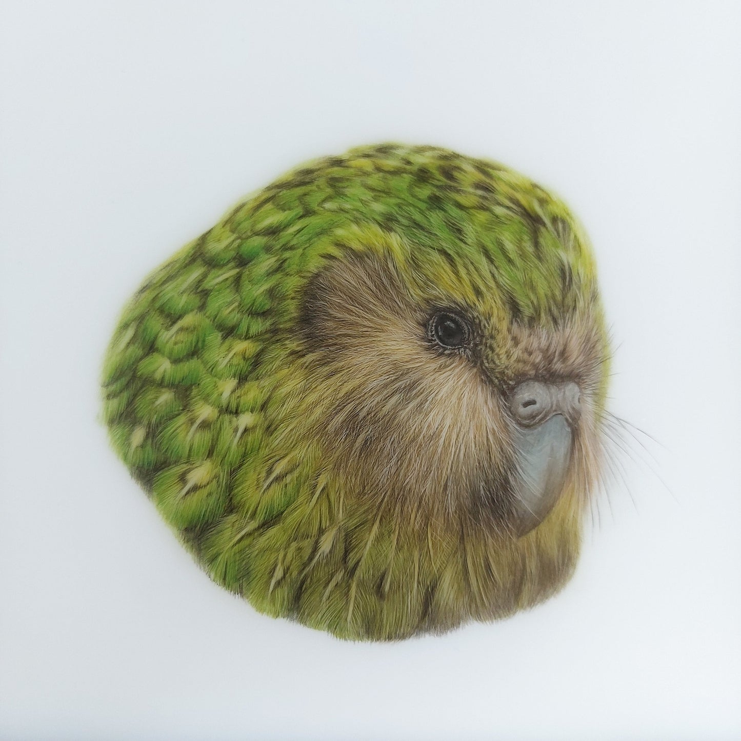 close up image of coloured pencil original drawing of a kakapo