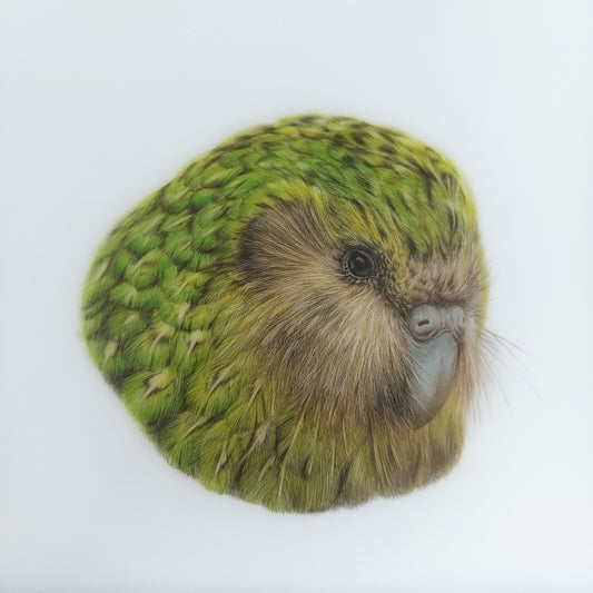 close up image of coloured pencil original drawing of a kakapo