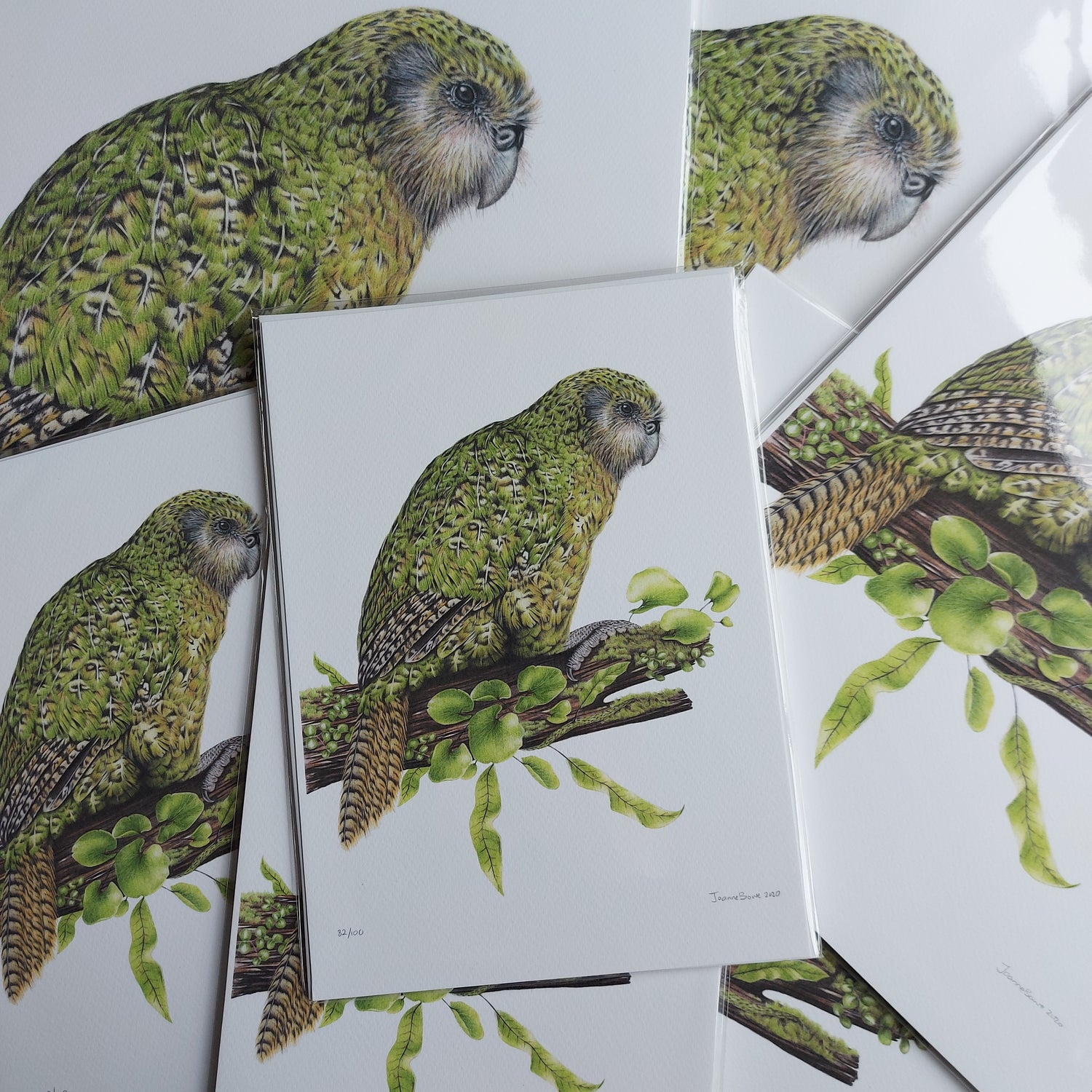 coloured pencil drawing of native NZ kakapo bird