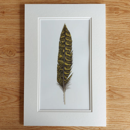 kakapo tail feather drawing
