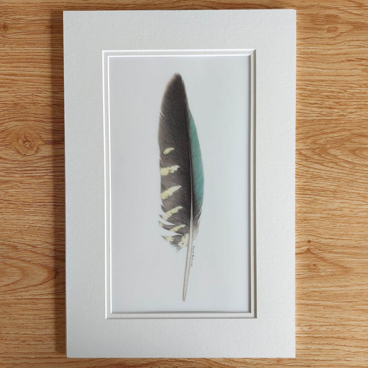 Original coloured pencil artwork of a kea feather, showing deep tonal variation and fine detail.
