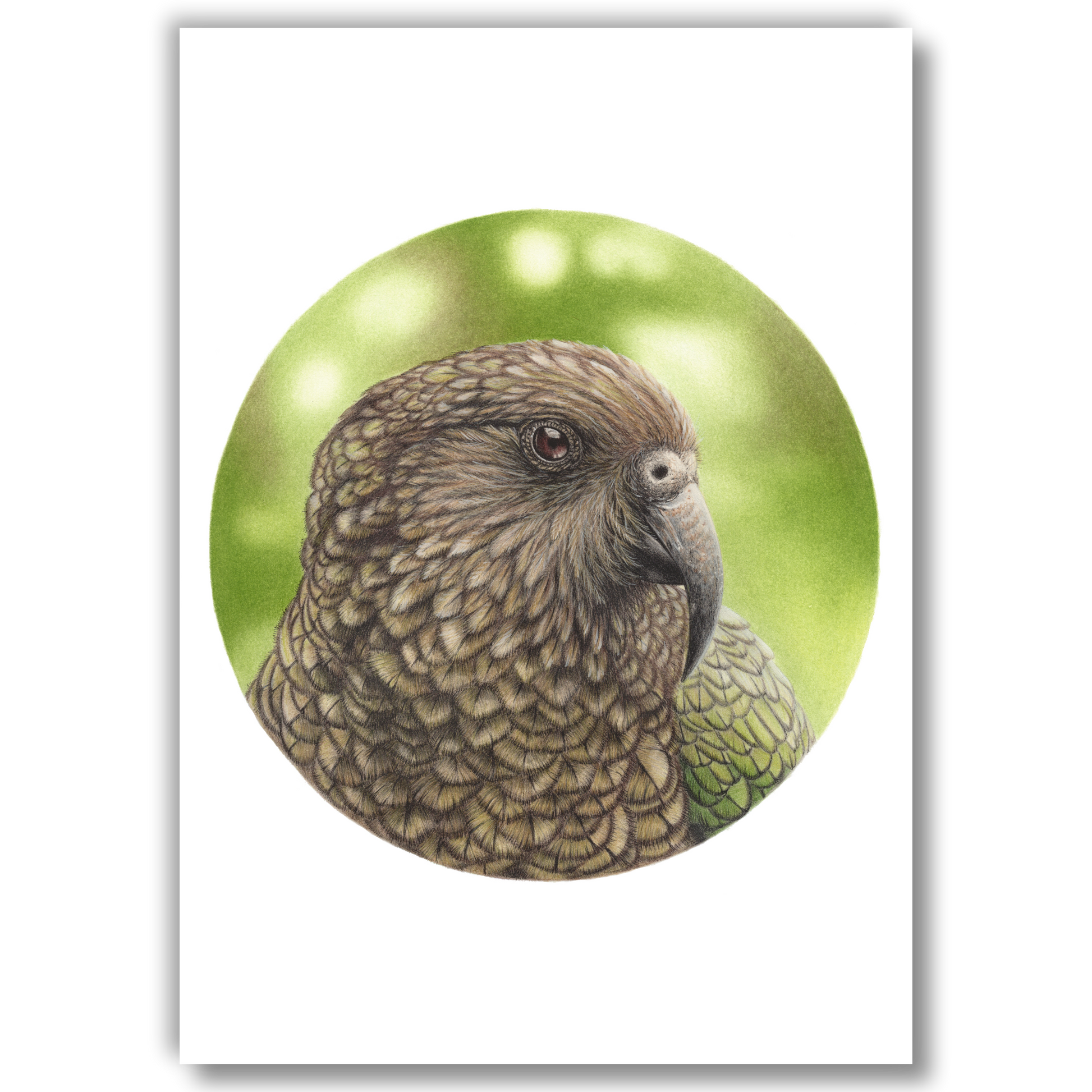 Open edition fine art print of a kea, reproduced from an original coloured pencil drawing.