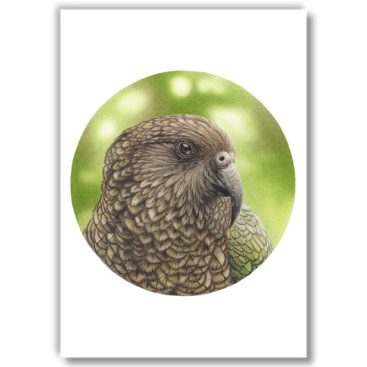 Open edition fine art print of a kea, reproduced from an original coloured pencil drawing.